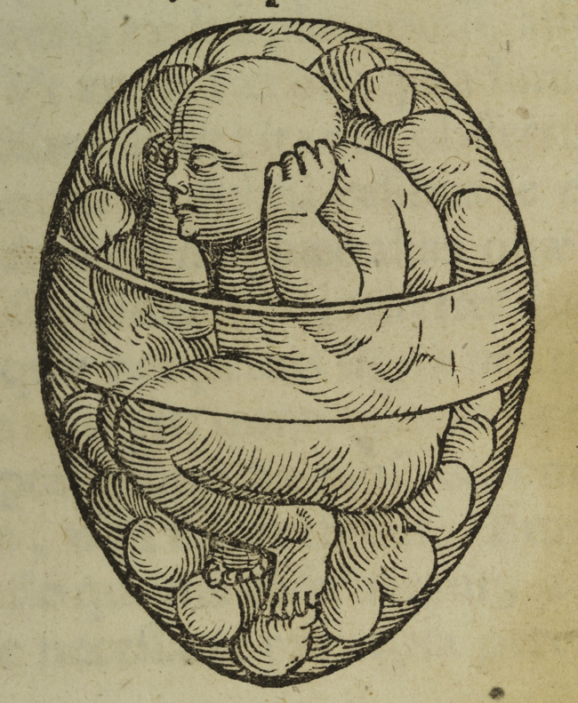 Leonardo Da Vinci, il bambino nel grembo, 1510-1512.